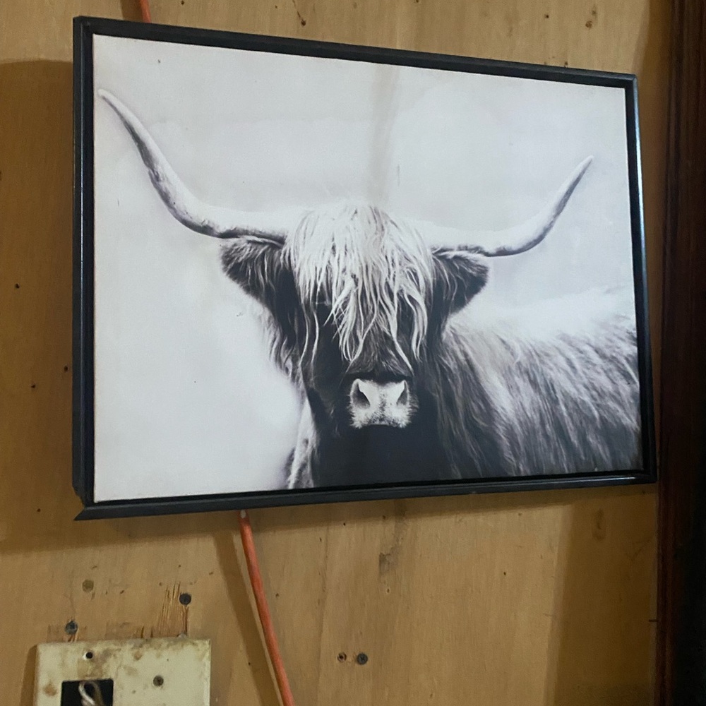 Highland Cow Wall Art in Black and White